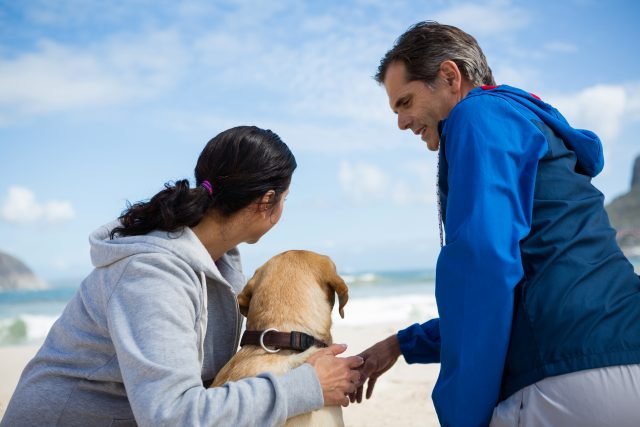 Why Pet Boarding Is a Great Option When You Travel